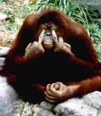 seul un singe
